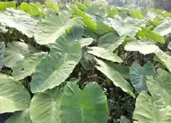 植物种类|芋艿是草本植物吗
