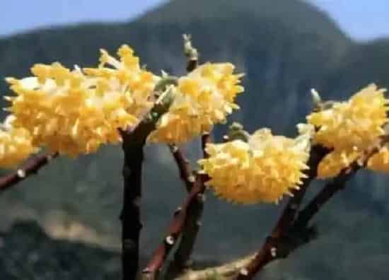 养殖方法|结香花怎么养殖方法