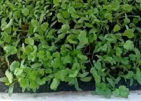 种植管理|香菜几月份种合适