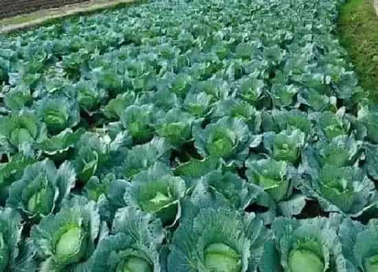 种植方法|秋包菜的种植方法和时间 什么时候育苗最好