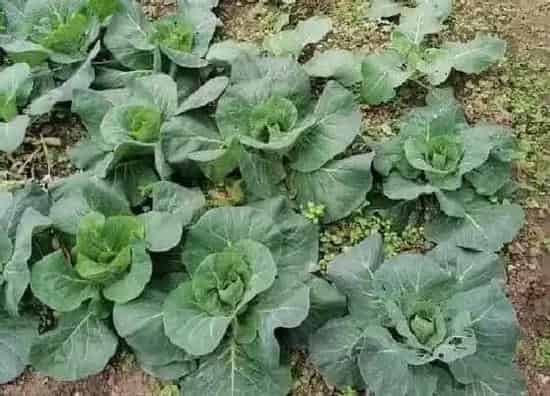 种植方法|秋包菜的种植方法和时间 什么时候育苗最好