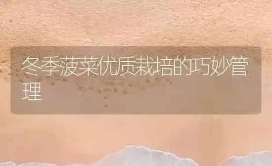 冬季菠菜优质栽培的巧妙管理 | 蔬菜种植
