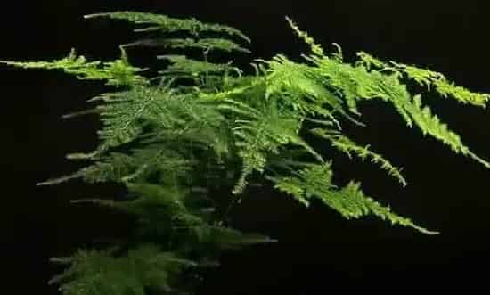 果实科普|文竹几月开花结果 什么时候开花结果