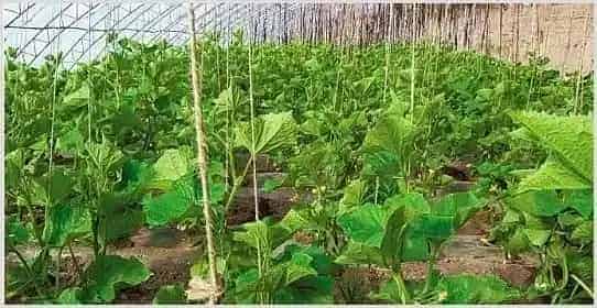 棚室蔬菜粉尘法喷药要点 | 种植施肥