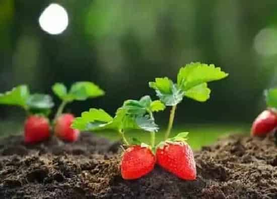 植物施肥|草莓用什么肥料最好