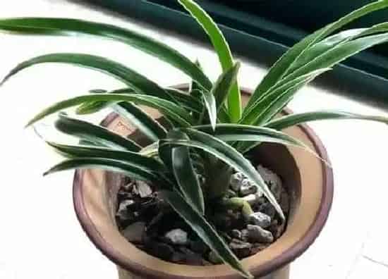 植物百科|兰花要不要晒太阳（冬天能经常放在太阳光底下晒吗）