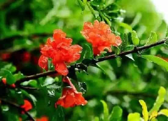 植物浇水|石榴花多久浇一次水