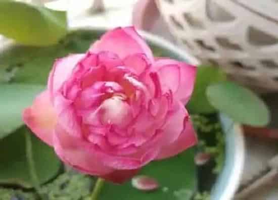 种植管理|碗莲几月份种植最好 种植季节是什么时候