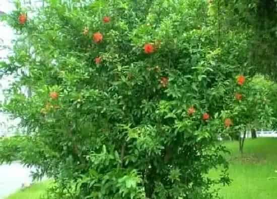 种植管理|石榴苗什么时候栽最好 几月份栽好成活