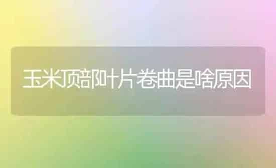 玉米顶部叶片卷曲是啥原因 | 粮油作物种植