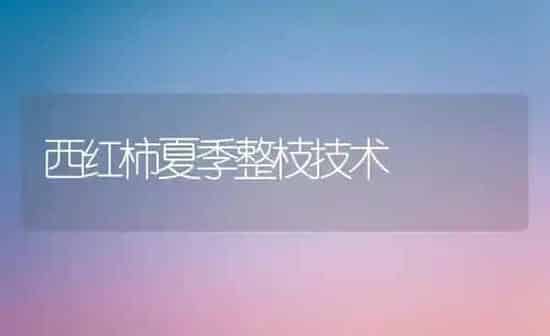 西红柿夏季整枝技术 | 蔬菜种植