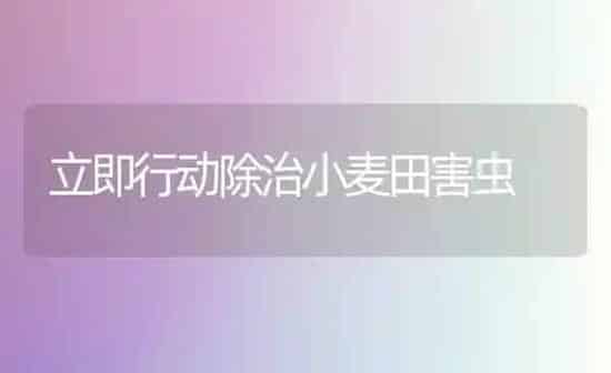 立即行动除治小麦田害虫 | 粮油作物种植