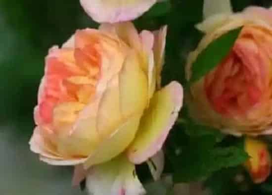 植物种类|詹森月季是藤本还是灌木