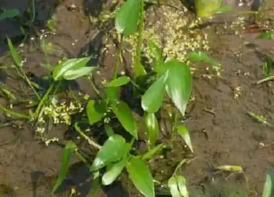 植物百科|鸭跖草和鸭舌草区别