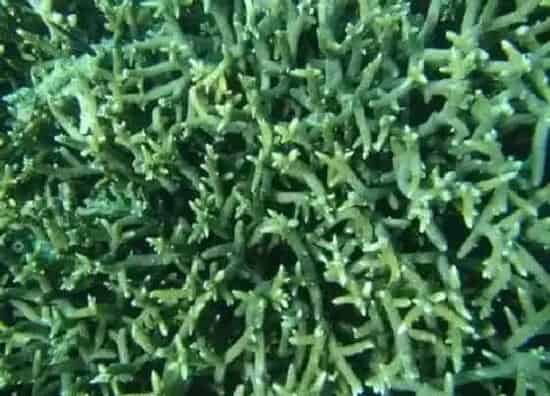 植物百科|光棍花又叫什么花