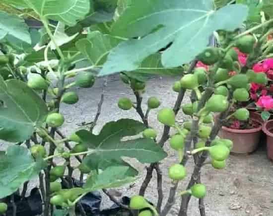 养殖科普|无花果花盆里如何养护长得壮（盆养无花果怎么养殖结果多）