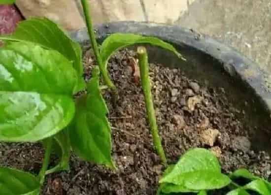 植物扦插|菊花的扦插方法和注意事项 菊花怎样插枝成活率高