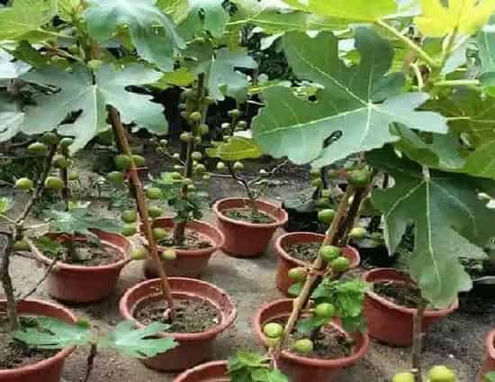 养殖科普|无花果花盆里如何养护长得壮（盆养无花果怎么养殖结果多）