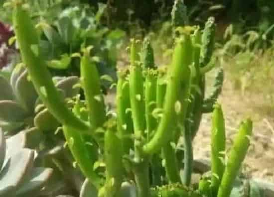 植物百科|光棍花又叫什么花