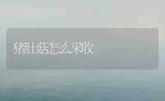 猪肚菇怎么采收 | 食用菌种植