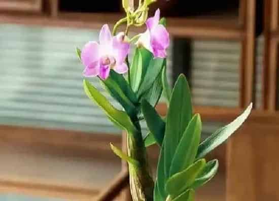养殖科普|石斛兰用什么土种植好 盆栽石斛兰用什么植料种植