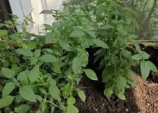 种植管理|芥菜种植间距是多少