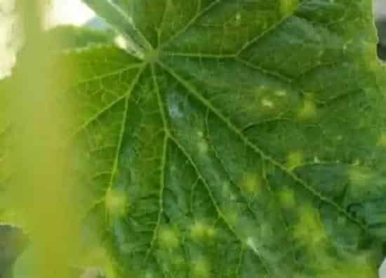 植物病害|黄瓜花叶病症状及防治方法