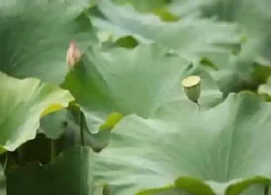 植物产地|荷叶哪里产的最好