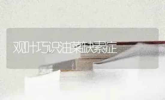 观叶巧识油菜缺素症 | 粮油作物种植