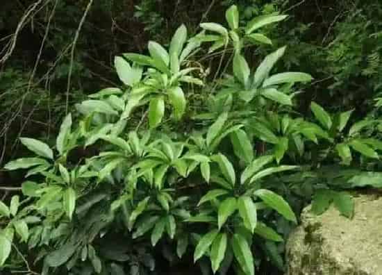 植物修剪|鹅掌藤怎么剪枝 修剪枝叶方法