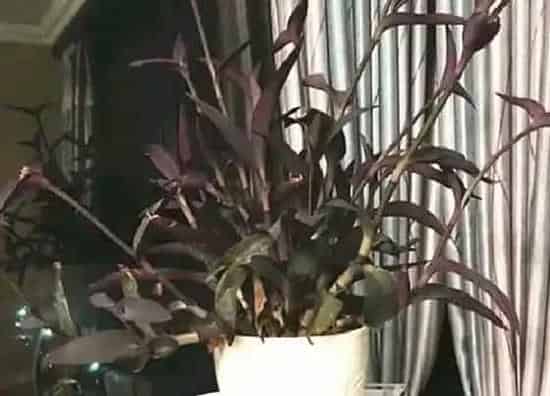 植物百科|鸭跖草和鸭舌草区别
