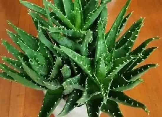 养殖方法|芦荟花怎么养殖好看