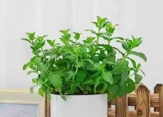 养殖方法|盆栽薄荷的养殖方法和注意事项有哪些