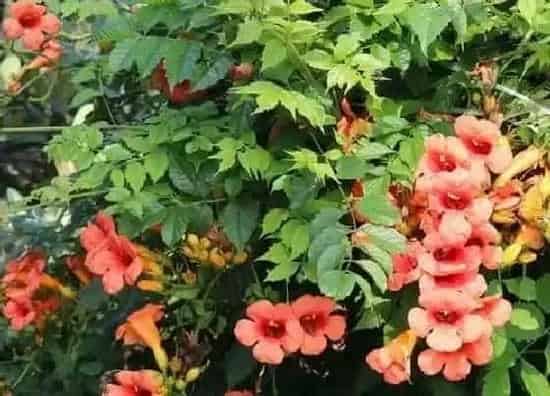 植物百科|藤蔓花卉有哪些