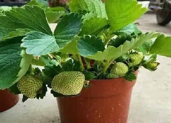 植物浇水|草莓几天浇一次水 春夏秋冬各不同