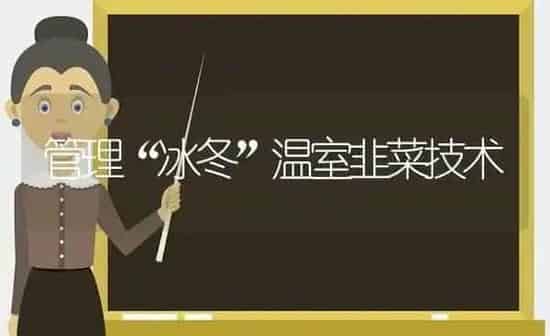 管理“冰冬”温室韭菜技术 | 蔬菜种植