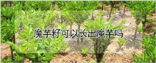 魔芋籽可以长出魔芋吗 | 耕种资料