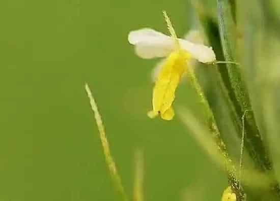 植物百科|小麦是什么花序类型 属于穗状花序