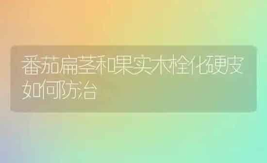 番茄扁茎和果实木栓化硬皮如何防治 | 瓜果种植