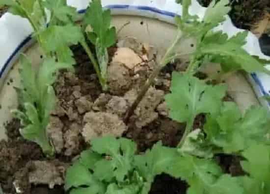 植物扦插|菊花的扦插方法和注意事项 菊花怎样插枝成活率高