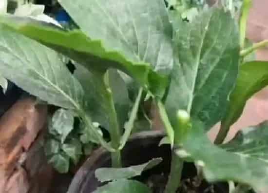 植物扦插|八仙花扦插时间和方法