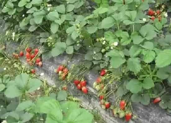 植物浇水|草莓几天浇一次水 春夏秋冬各不同