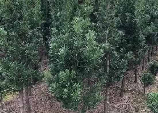 植物百科|罗汉松一年能长多高 每年长多少公分