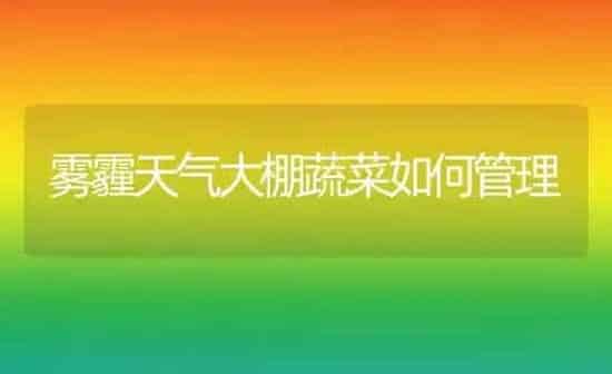 雾霾天气大棚蔬菜如何管理 | 蔬菜种植