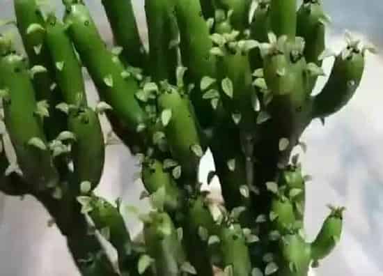 植物百科|光棍花又叫什么花