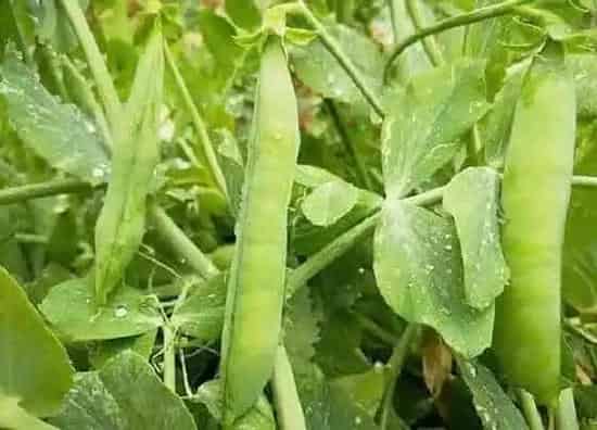 植物种类|豌豆是单子叶植物吗