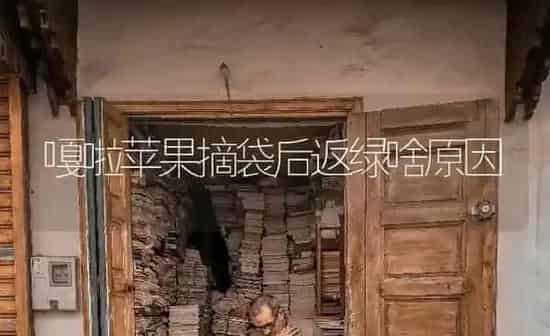 嘎啦苹果摘袋后返绿啥原因 | 瓜果种植