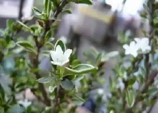 叶子发黄|六月雪叶子发黄是什么原因造成的（黄叶落叶是怎么回事）