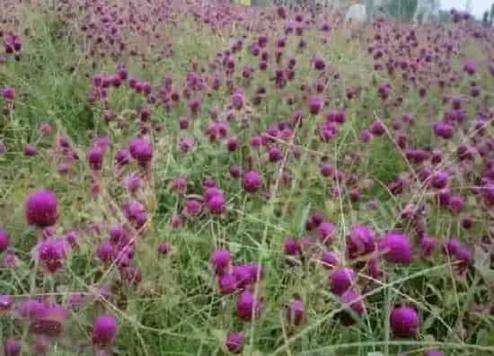 植物播种|千日红种子怎么种植