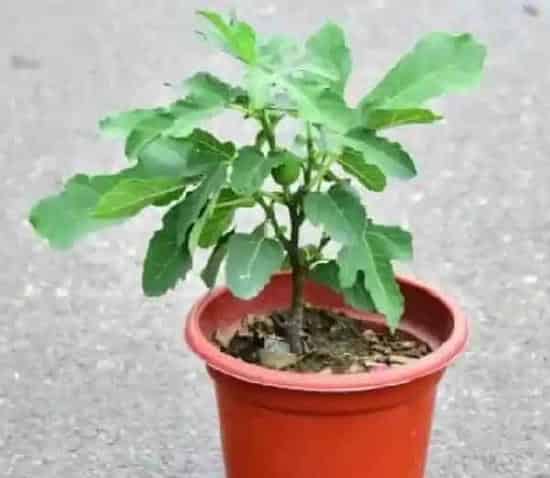 养殖科普|无花果花盆里如何养护长得壮（盆养无花果怎么养殖结果多）